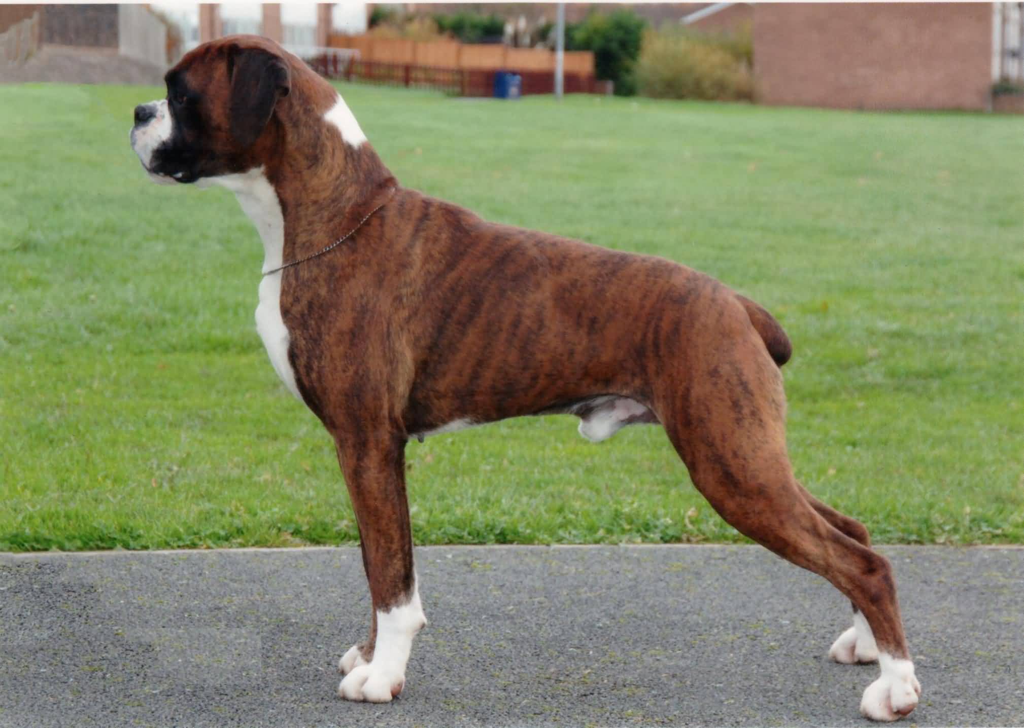 Top 10 Family-Friendly Large Dog Breeds — Ikot.Ph