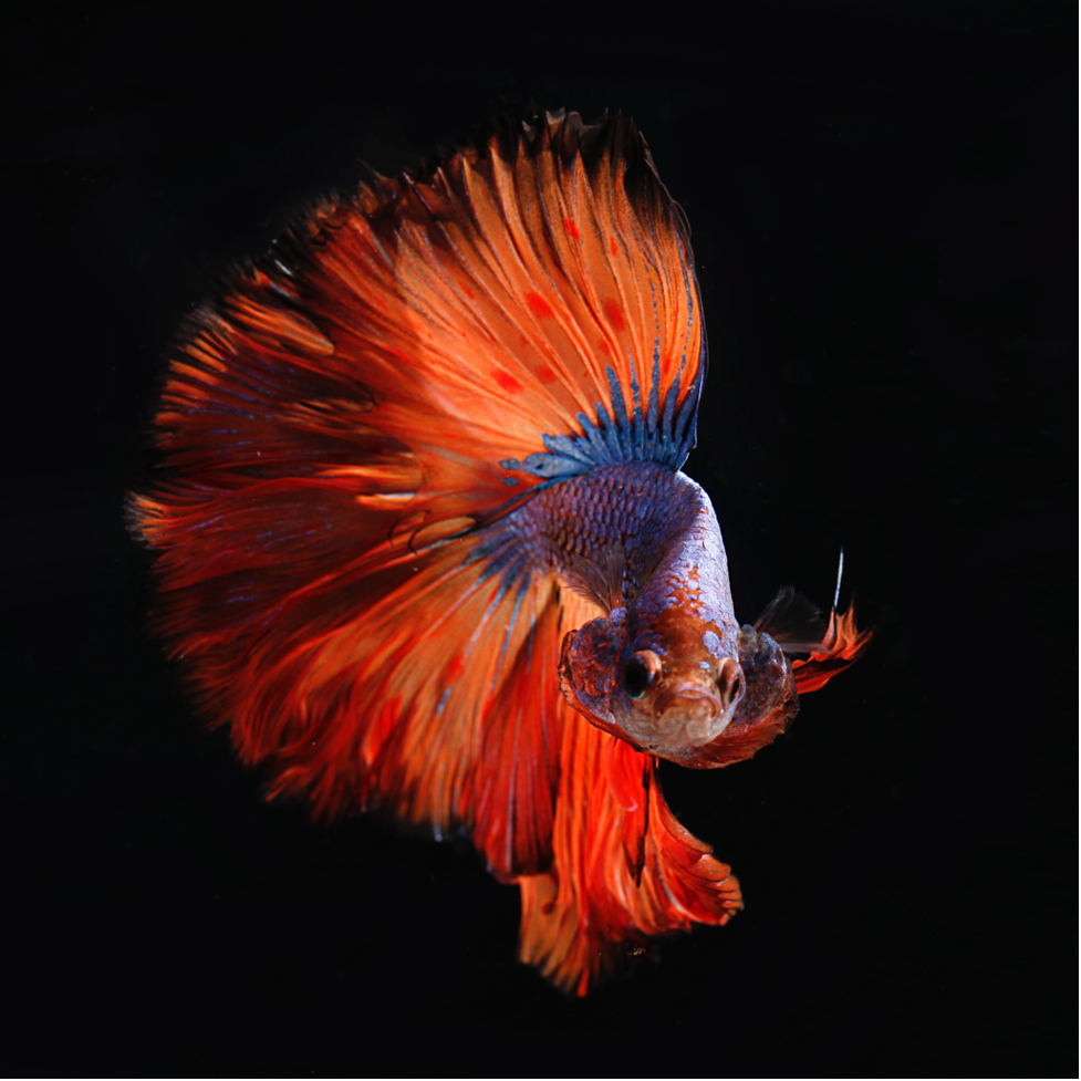 A photo of a betta fish against a black background, its bright red fins spread out beautifully.