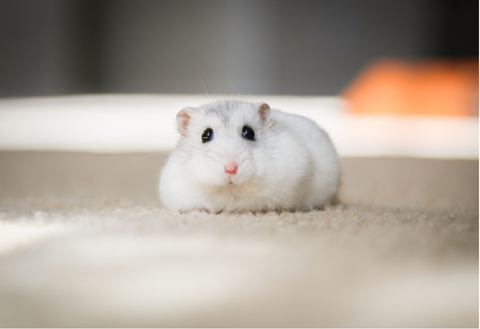 A white hamster with silver strikes on a white carpet staring at the camera.