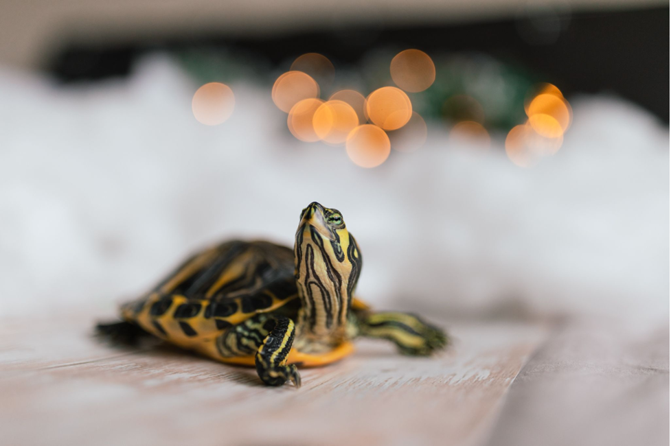 A close-up photo of a red-slider turtle with its neck stretched. 