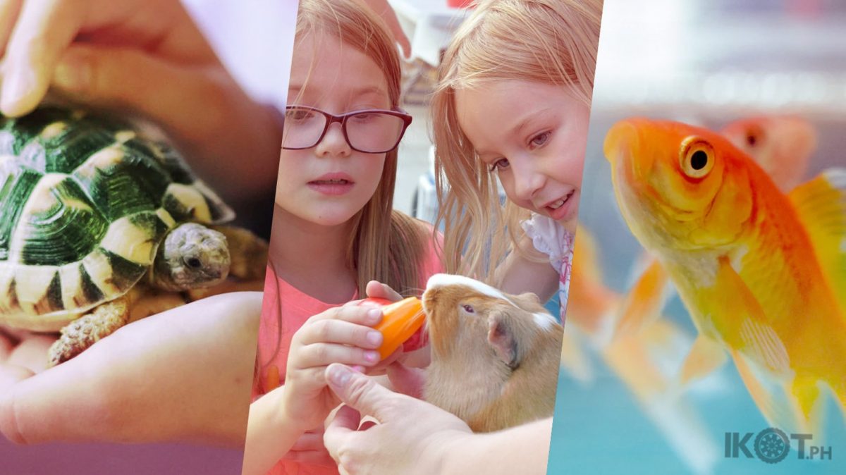 A collage of pictures of a small turtle, two kids and a guinea pig and a goldfish in a fishbowl.