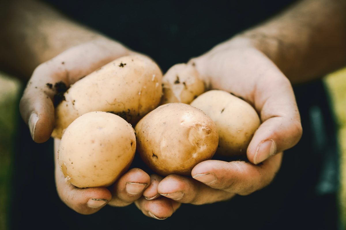 A close up photo of a pair of hands holding up a bunch of potato.