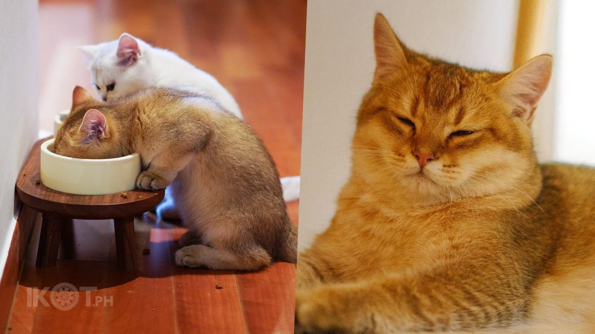 A photo of a large orange cat and a couple of cats eating in a bowl