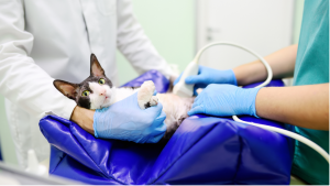 Cat having ultrasound