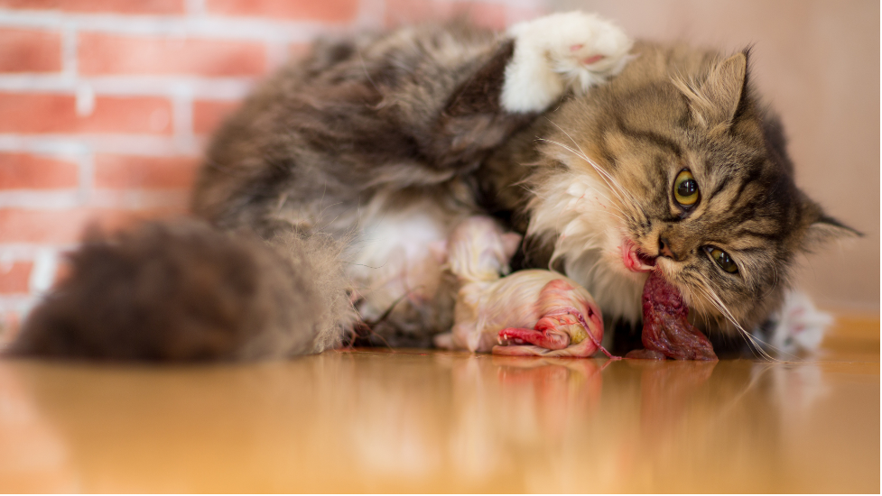 cat eating placenta