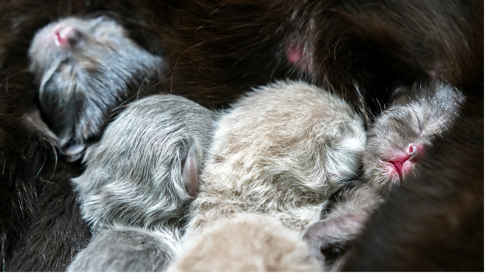 newborn kittens nursing