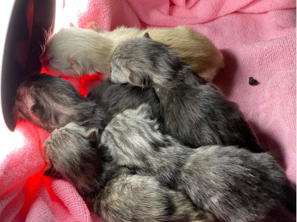 newborn kittens taking heat from artificial light