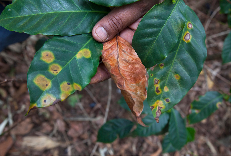 coffee rust